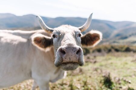 Closeup of the nose of a white cow with defocused mountains backgroundの写真素材