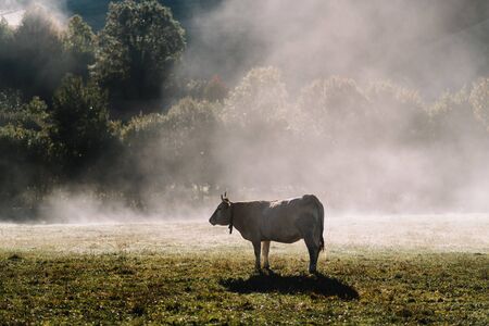 Typical Navarrese cow in a green meadow with the mist of dawn in the Pyreneesの写真素材
