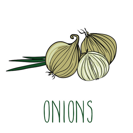 Vector image of onionsのイラスト素材