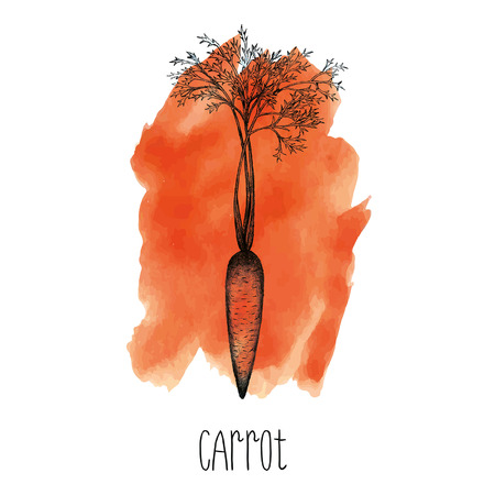 Hand drawn carrot in vectorのイラスト素材