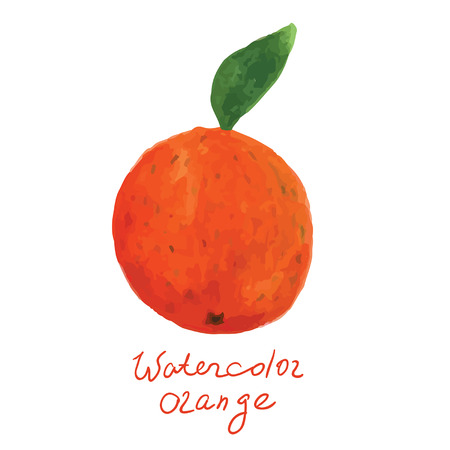 Watercolor orange in vectorのイラスト素材