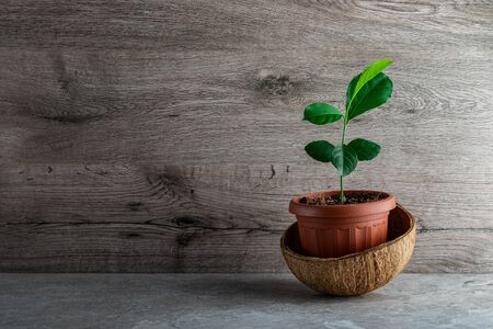 Young lemon tree in a pot in a coconut shell on a tile backgroundの写真素材