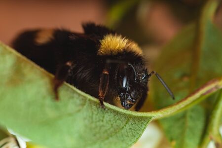 Bumblebee collecting pollen on plants and flowersの写真素材