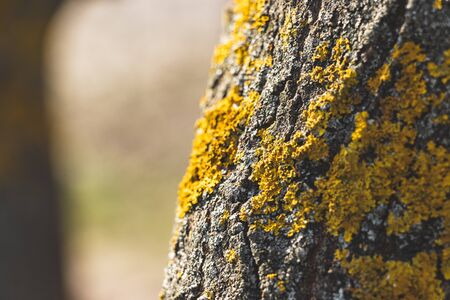 Closeup of a tree bark texture with moss in forest