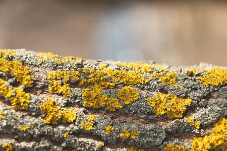Closeup of a tree bark texture with moss in forestの写真素材