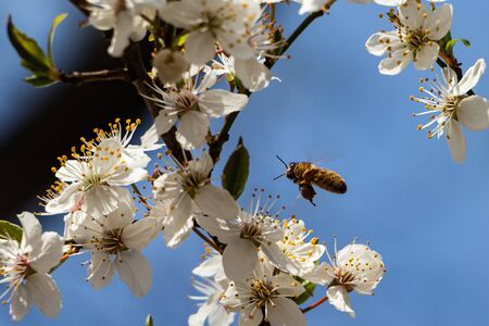 A Bee hovering while collecting pollen from Pussy Willow blossom. Hairs on Bee are covered in yellow pollen as are it's legs.の写真素材