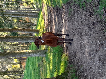 Aerial view of a brown alpaca in the forestの写真素材