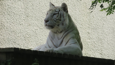 White tiger sitting on the roof of the house. Close up.の写真素材