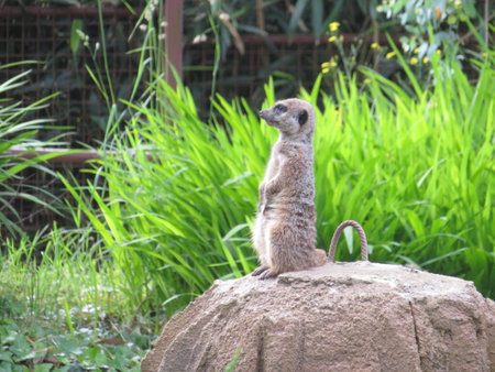 Meerkat standing on a rock in a gardenの写真素材