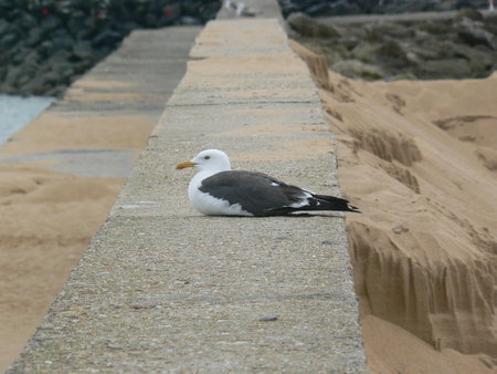 Seagull sitting on a concrete wall on the beach at low tideの写真素材