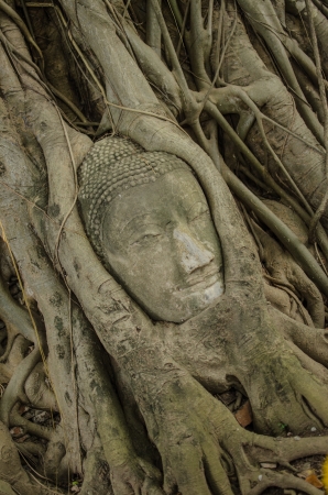 Stone Head Buddha in Tree Rootの写真素材