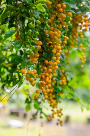 trees with orange fruitsの写真素材