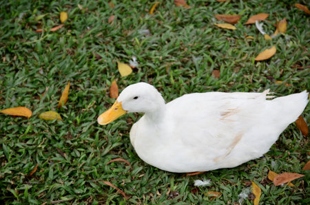 duck white sit on grassの写真素材