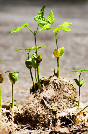 stem grow on elephant dungの写真素材