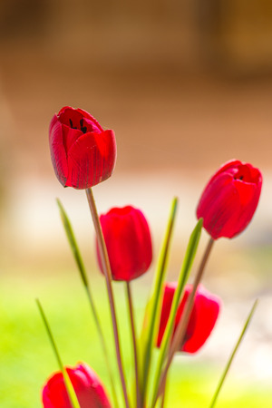 red tulipsの写真素材