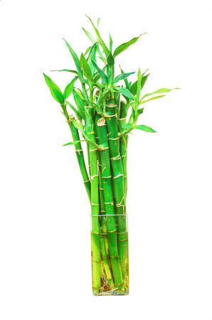 The bamboo plant in the pot isolated on white backgroundの写真素材