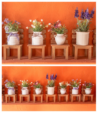 flower in potの写真素材
