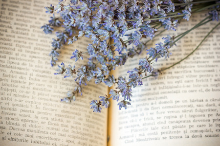 Lavenderの写真素材