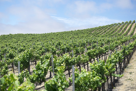 Rows of grape vines at a wineryの写真素材
