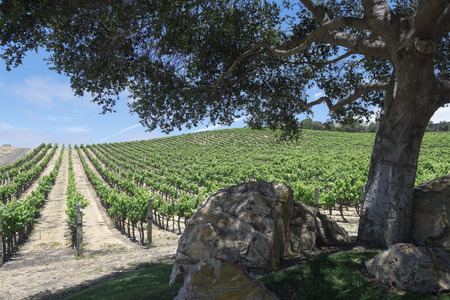 Rows of grape vines at a wineryの写真素材