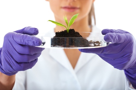 young lab assistant holds small flat dish with soil and plant, wears violet gloves, isolated on whiteの写真素材