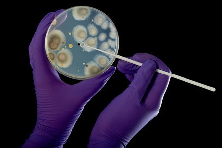 hand in violet glove holds petri dish with bacterium, isolated on blackの写真素材