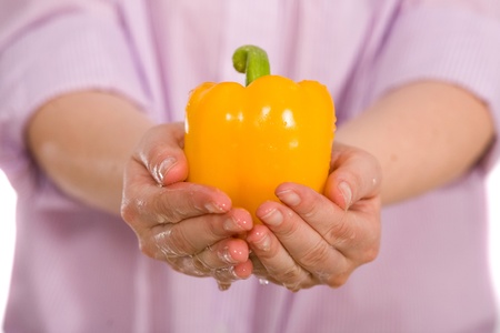 wet fresh celan yellow pepper in female handsの写真素材