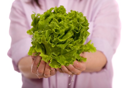 fresh lettuce in young female hands, still wet and with some water drops after being washed just seconds before the shootの写真素材