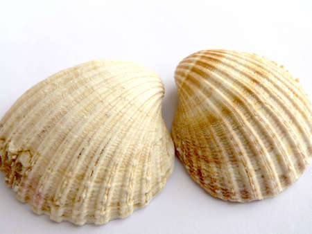 sea shell