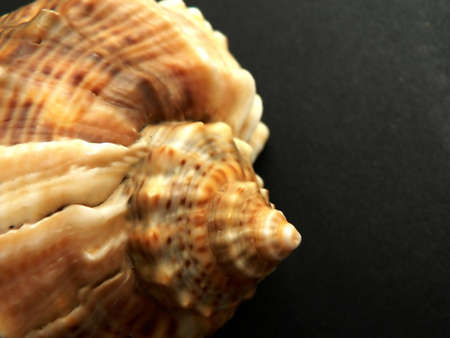 sea shellの写真素材