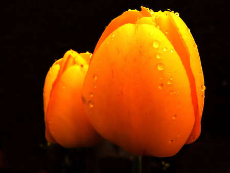 tulipの写真素材