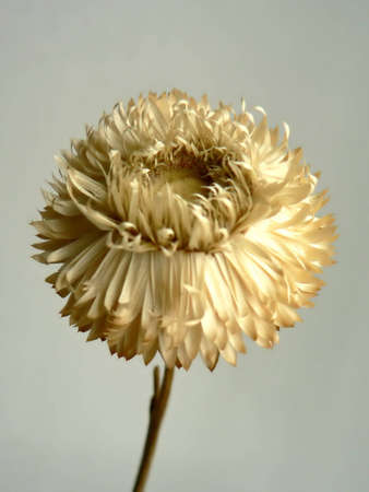 flowerの写真素材