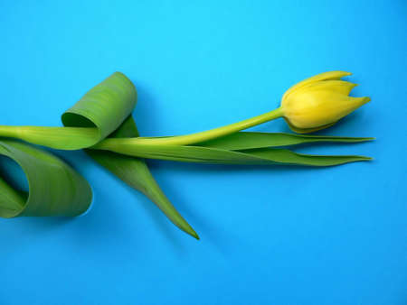 flowerの写真素材