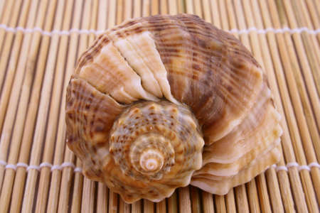 Seashell isolated on white backgroundの写真素材