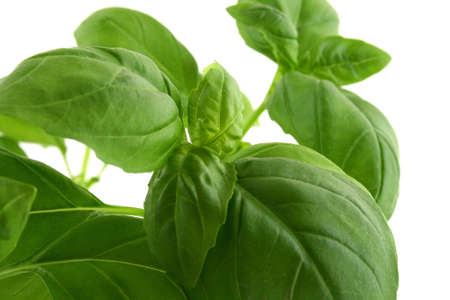 basil leaves on white background natural minimal shadow underneathの写真素材