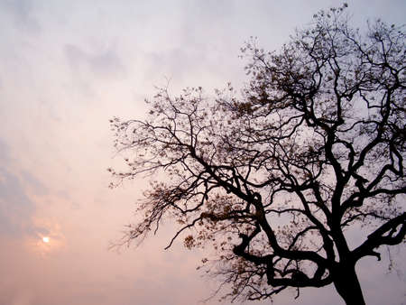 Big tree silhouetteの写真素材