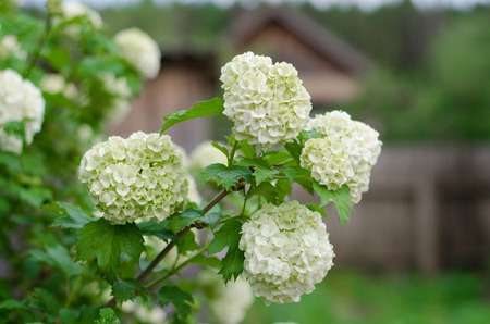 Flower and leaves of viburnum closeupの写真素材