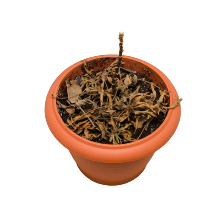 Dead plant in a pot. Isolated on white backgroundの写真素材