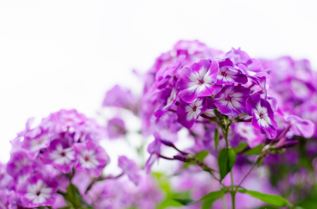 Phloxes. A perennial herb of the family Polemoniaceae. Pink flowers on white background. Selective focus. Copy spaceの写真素材