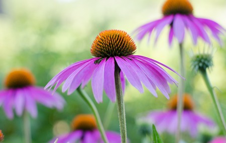 Echinacea purple. A perennial plant of the Asteraceae family. Medicinal flower to enhance immunity. Selective focus. Augustの写真素材