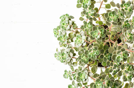 Aichryson domesticum. The houseplant is a succulent. Copy spaceの写真素材