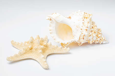 A large seashell and a starfish on a white background.