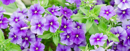 Garden flower Phlox paniculate. August, the flowering seasonの写真素材