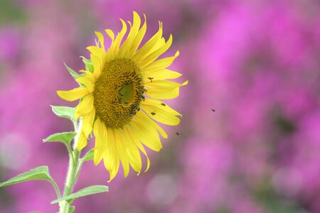 small black bee foraging on blooming sunflower , pink background.の写真素材
