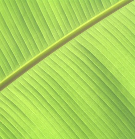 green banana leaf texture backgroundの写真素材