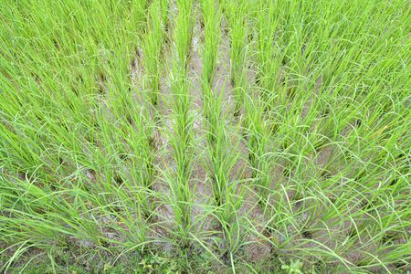 Close Up of Rice Felds in the raining season.の写真素材
