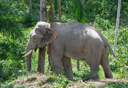 Asian elephant Just finished working .の写真素材