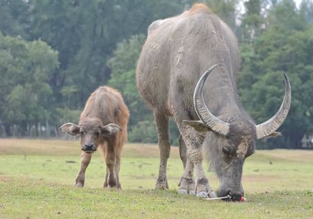 water buffalo eating grass on the field.の写真素材