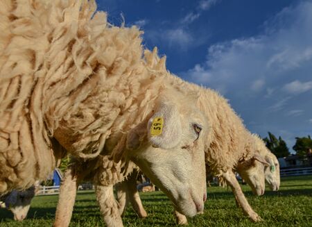 A flock of sheep walking on the grassの写真素材