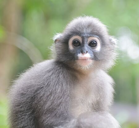 Dusky Langur Monkey baby or Dusky Leaf Monkey baby at Kha0 Sok National Park, Suratthani, Thailandの写真素材
